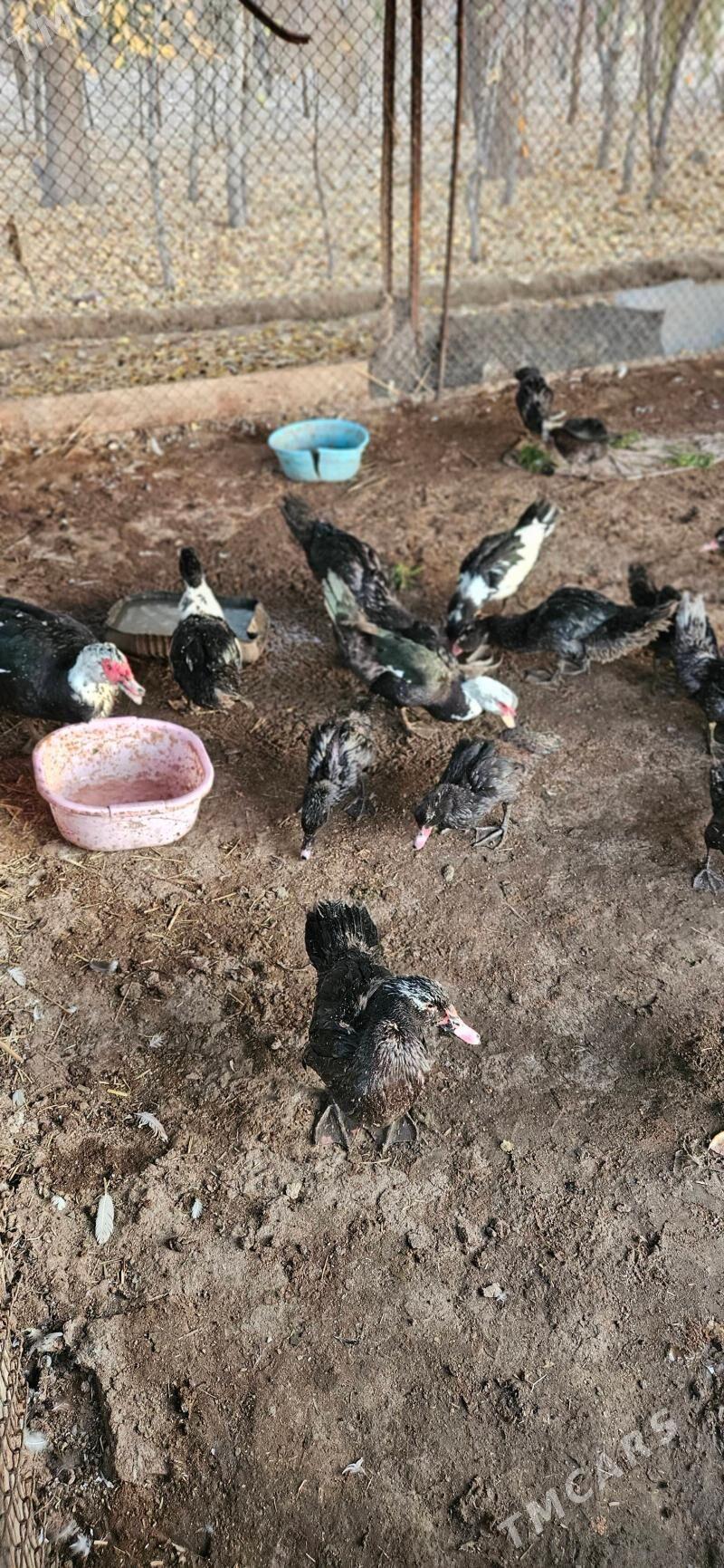 Indautga - Gökdepe - img 2