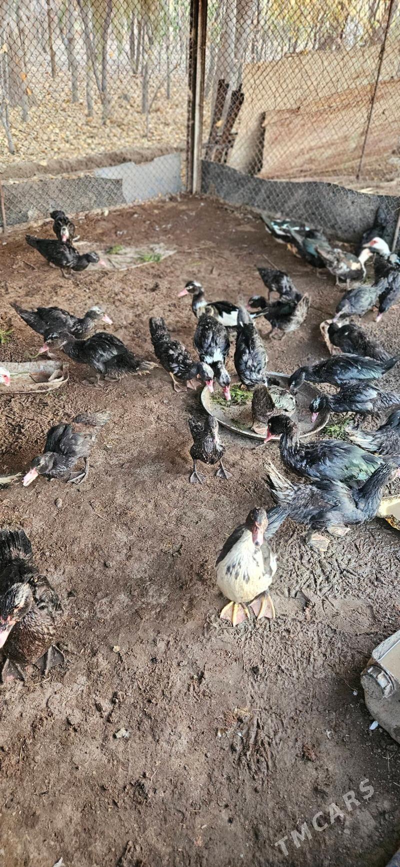 Indautga - Gökdepe - img 3