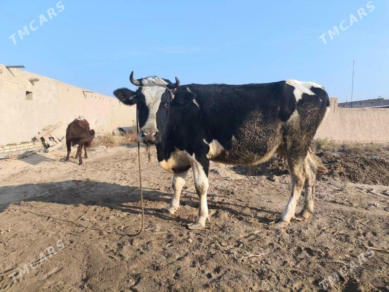 sygyr - Gurbansoltan Eje - img 4