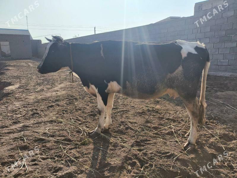 sygyr - Gurbansoltan Eje - img 2