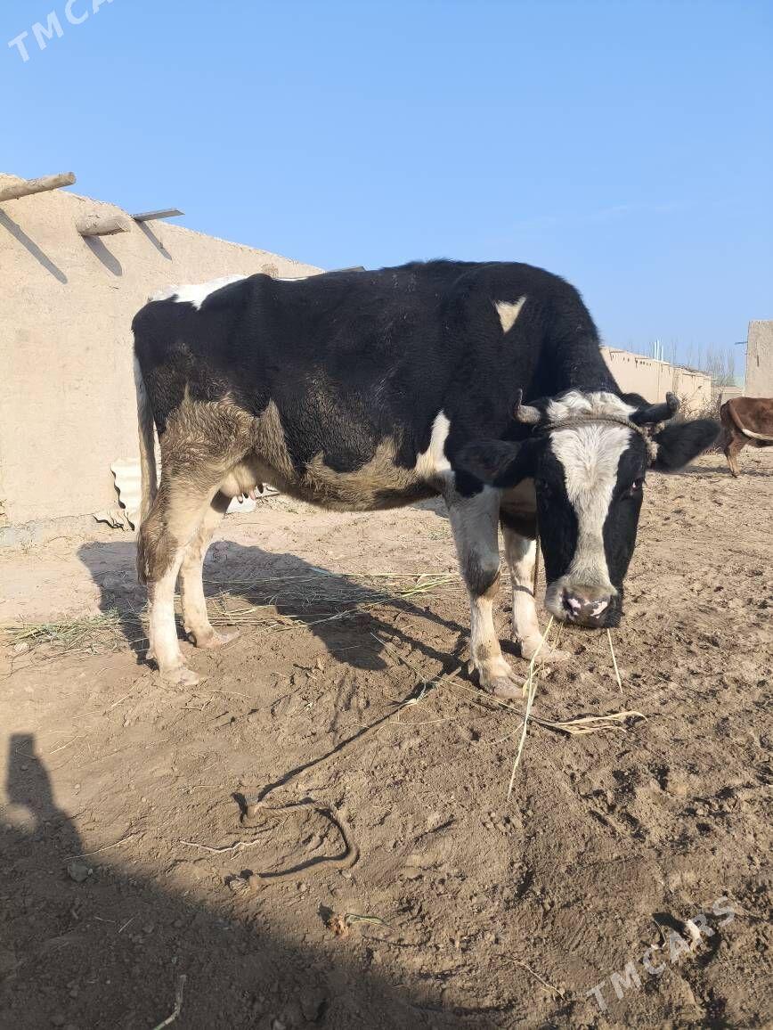 sygyr - Gurbansoltan Eje - img 3