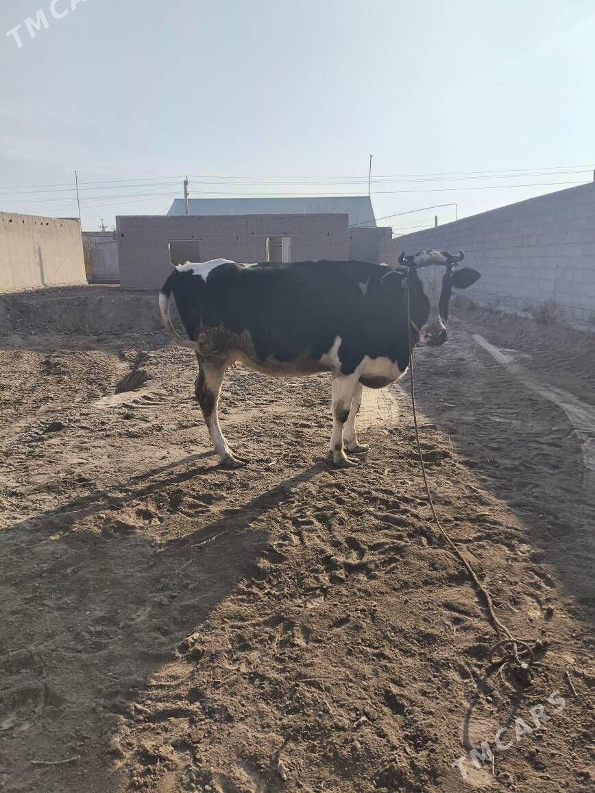 sygyr - Gurbansoltan Eje - img 5