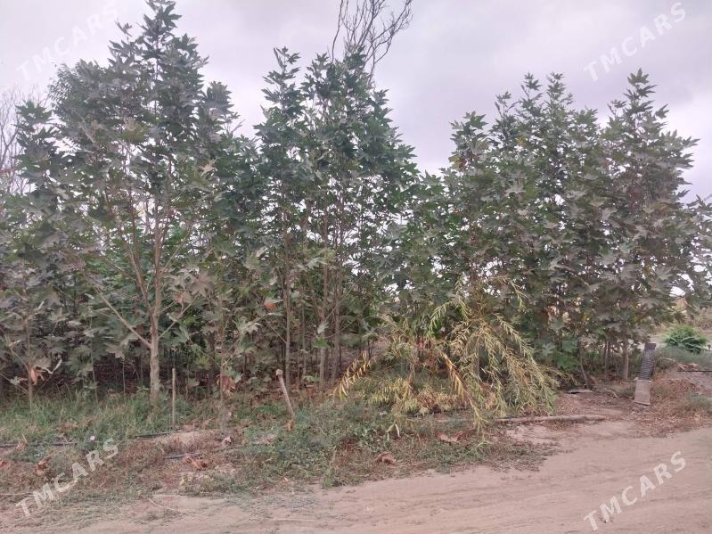 ZABORNY WE CYNAR AGAJY - Аркадаг - img 4