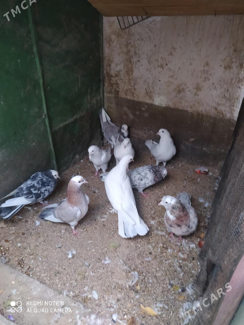 kepderi - Balkanabat - img 3