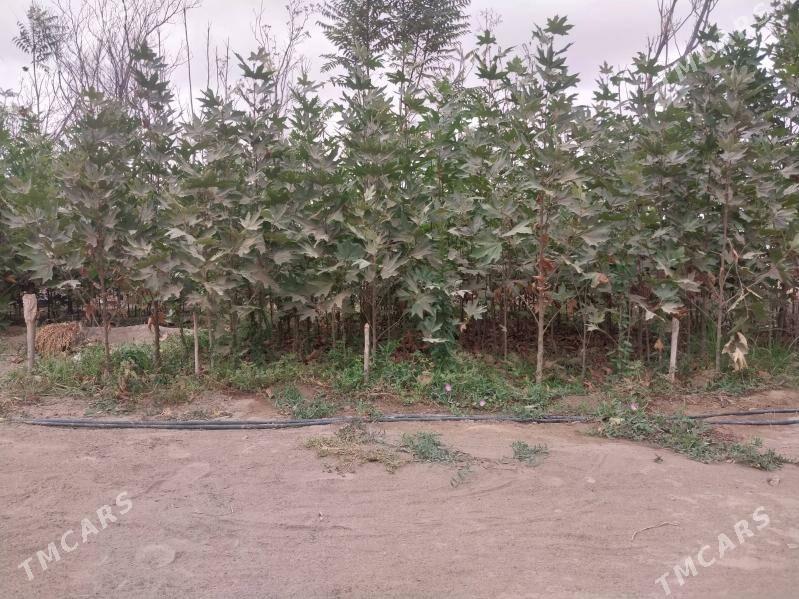 ZABORNY WE CYNAR AGAJY - Аркадаг - img 7