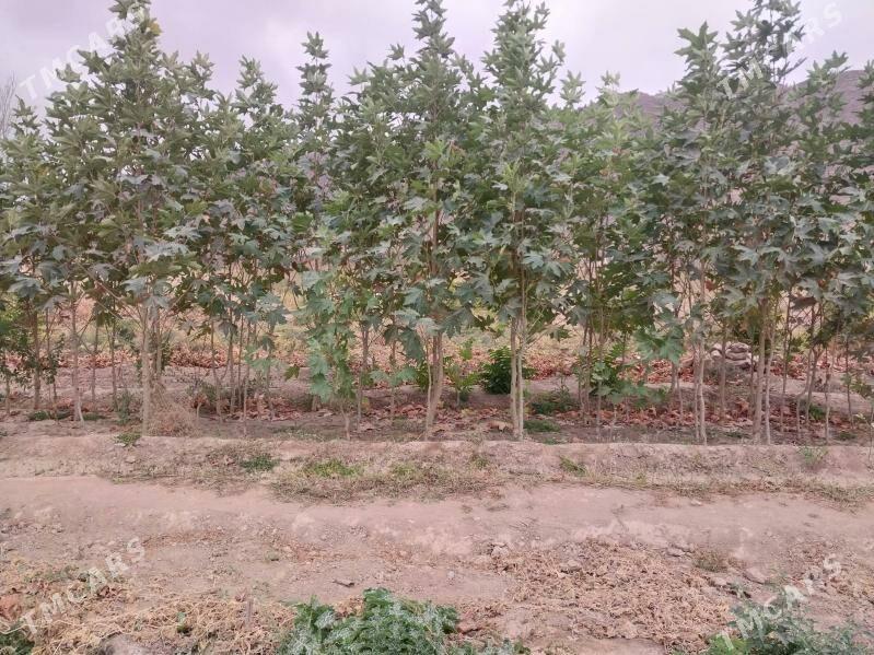 ZABORNY WE CYNAR AGAJY - Аркадаг - img 5