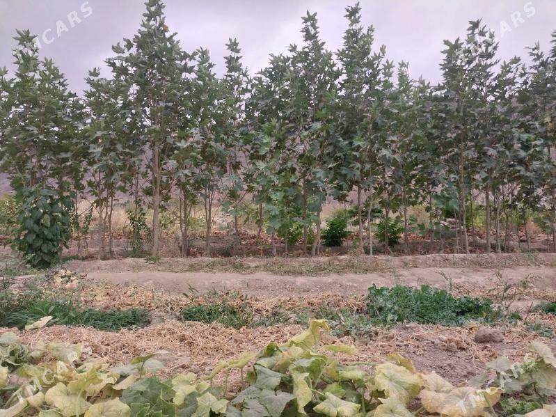 ZABORNY WE CYNAR AGAJY - Аркадаг - img 6