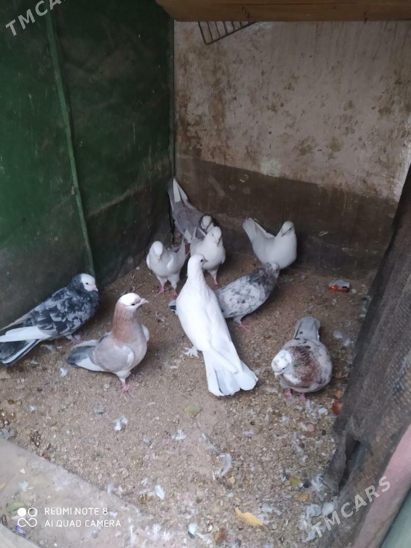 kepderi - Balkanabat - img 2