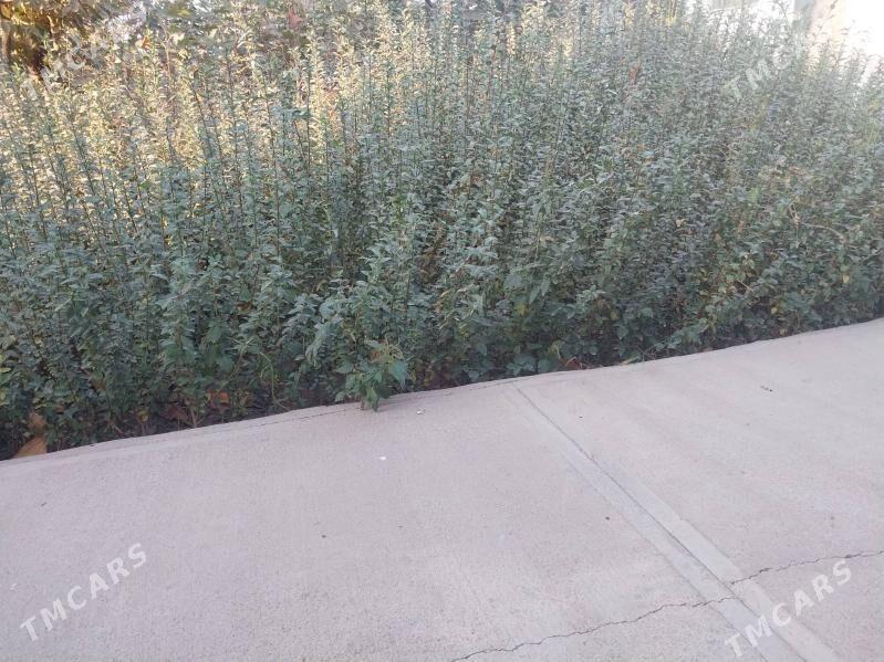 ZABORNY WE CYNAR AGAJY - Аркадаг - img 3