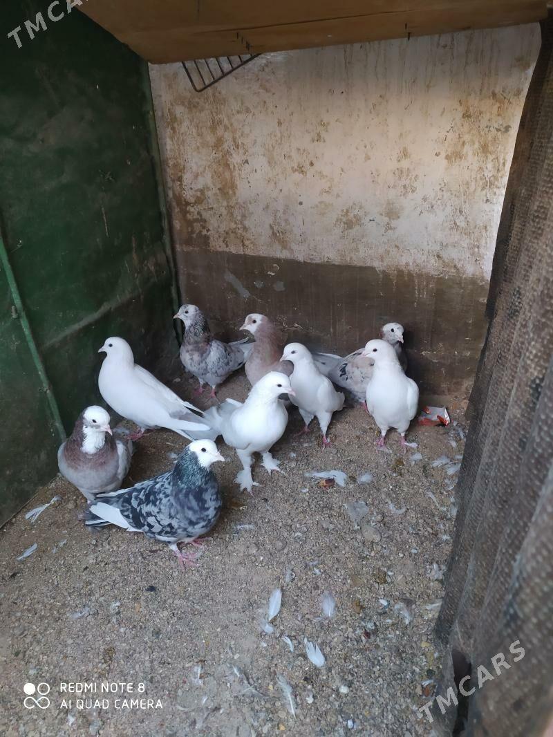 kepderi - Balkanabat - img 4