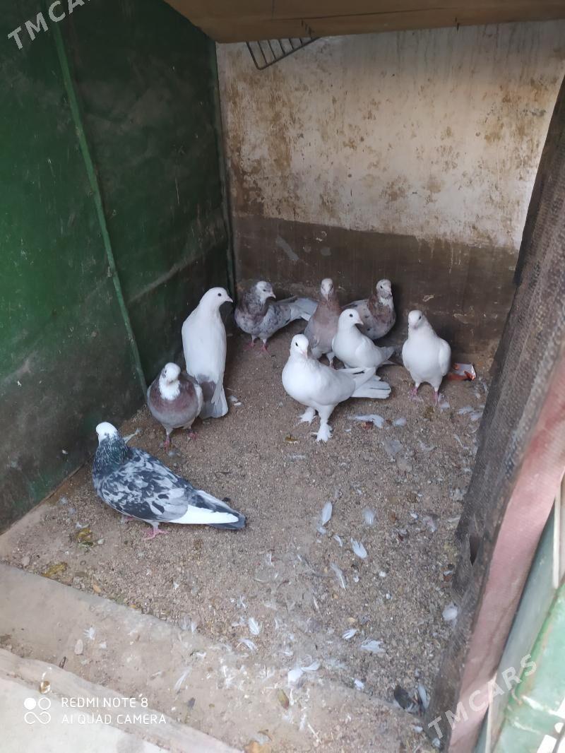 kepderi - Balkanabat - img 5