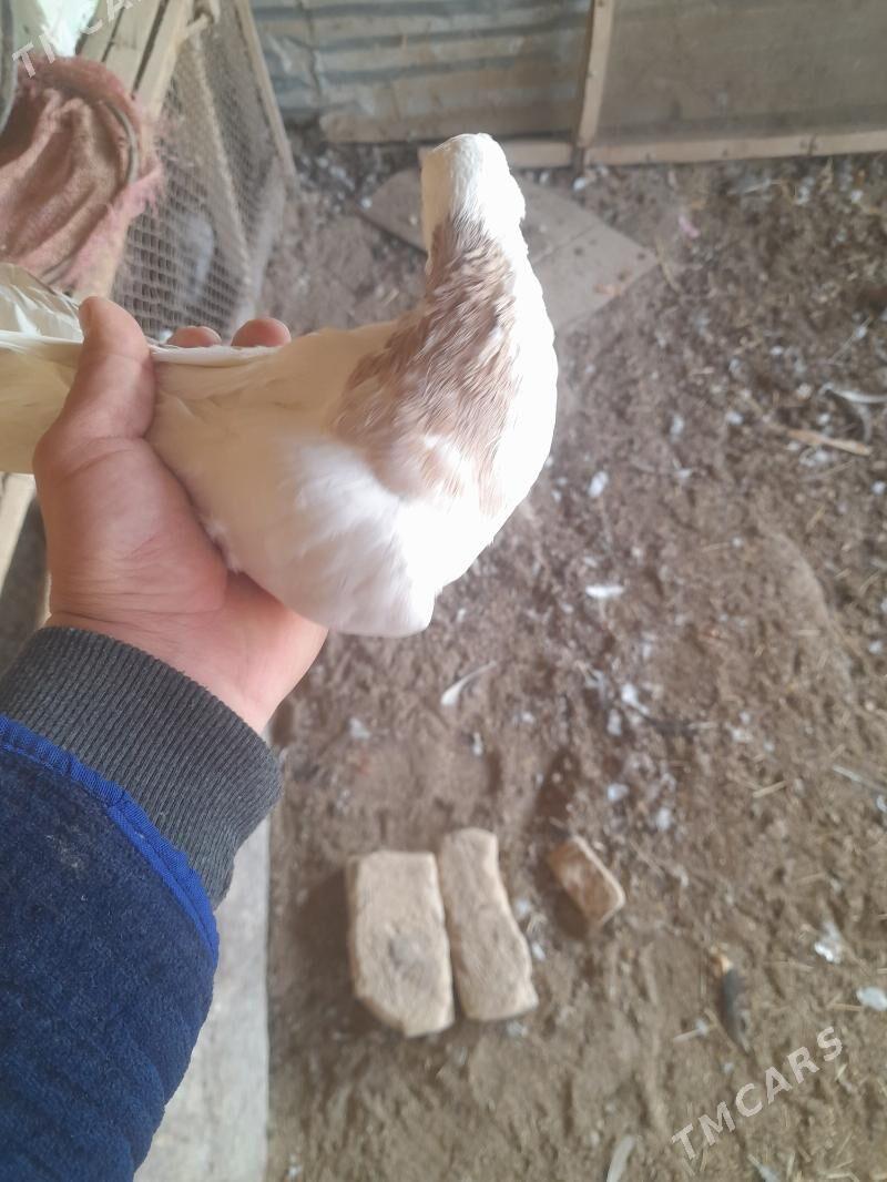 kepder - Farap - img 3