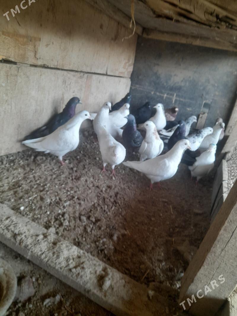 kepder - Farap - img 6