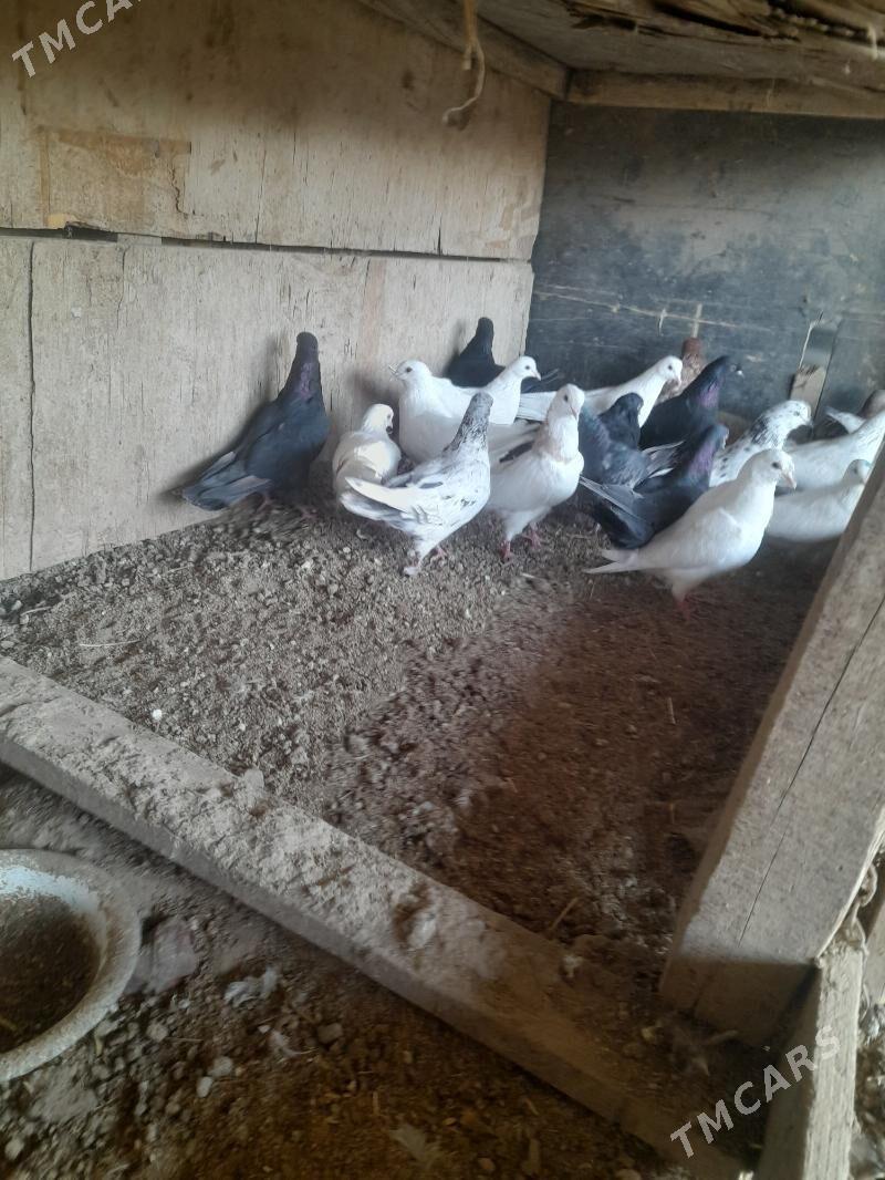 kepder - Farap - img 4