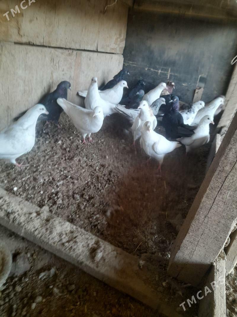 kepder - Farap - img 7