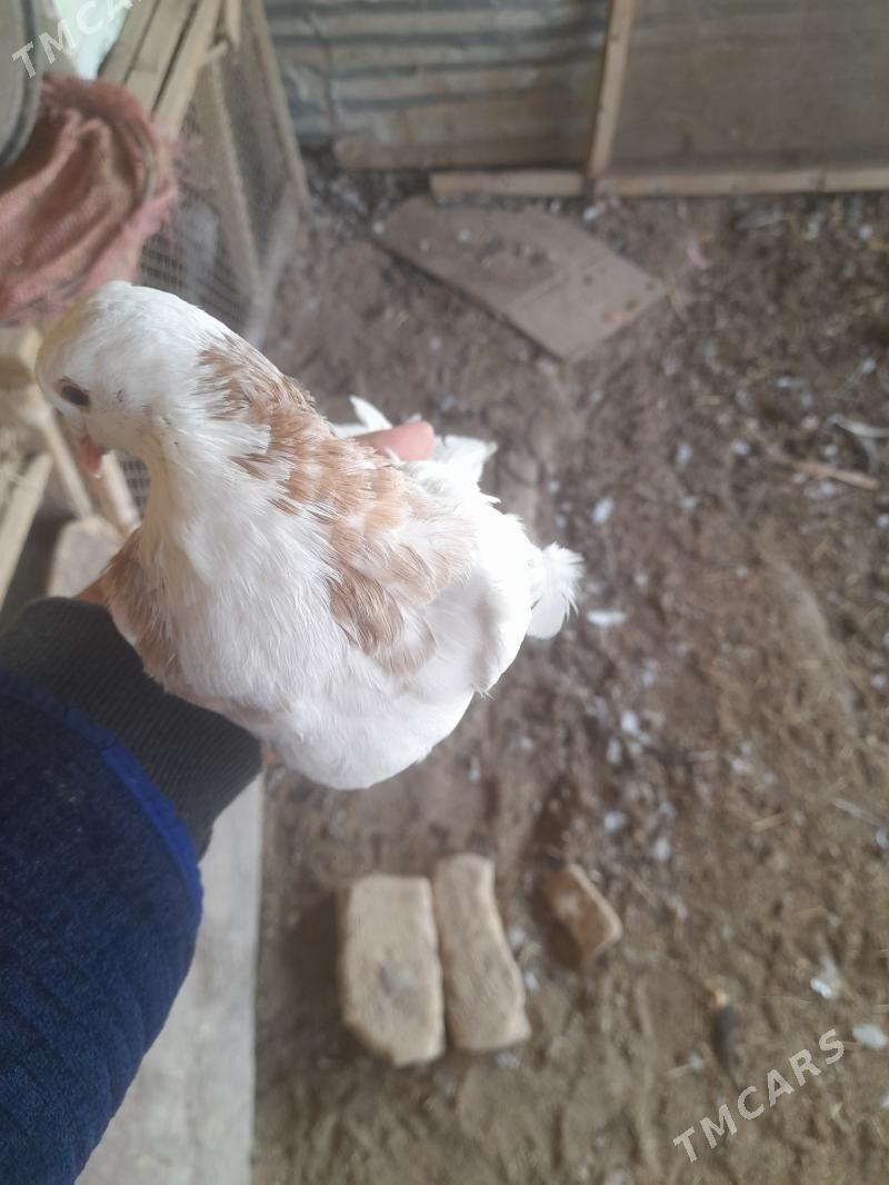 kepder - Farap - img 2