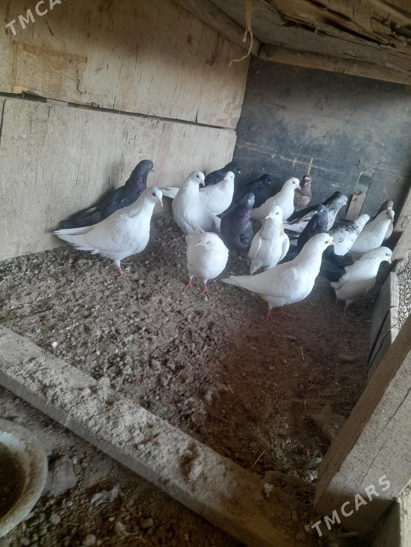 kepder - Farap - img 5