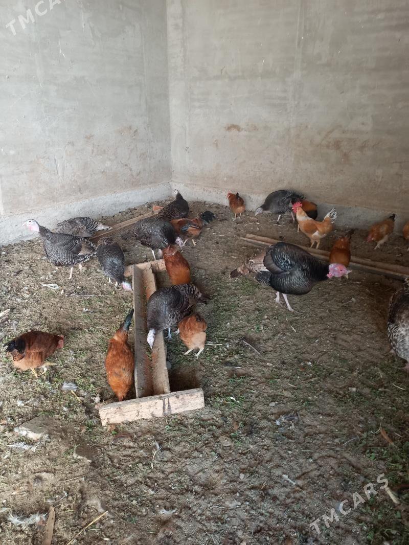 horaz induk - Mary - img 6