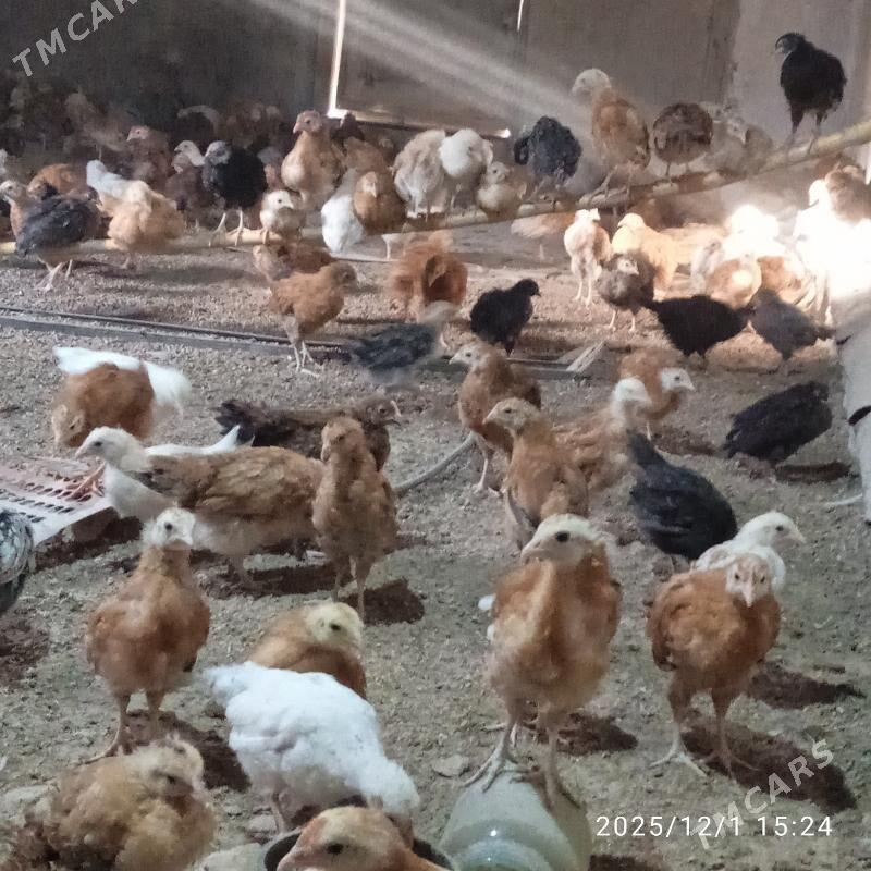 juje - Мургап - img 2