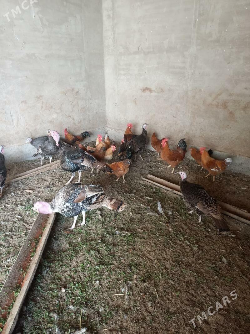 horaz induk - Mary - img 5