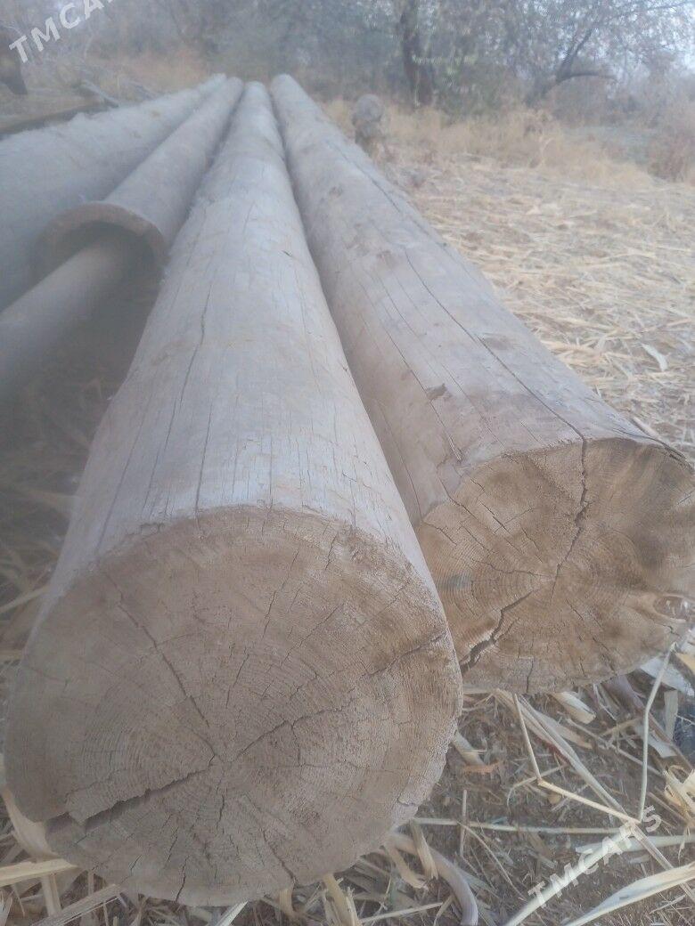 rasiski agac boyi 6metir - Болдумсаз - img 2