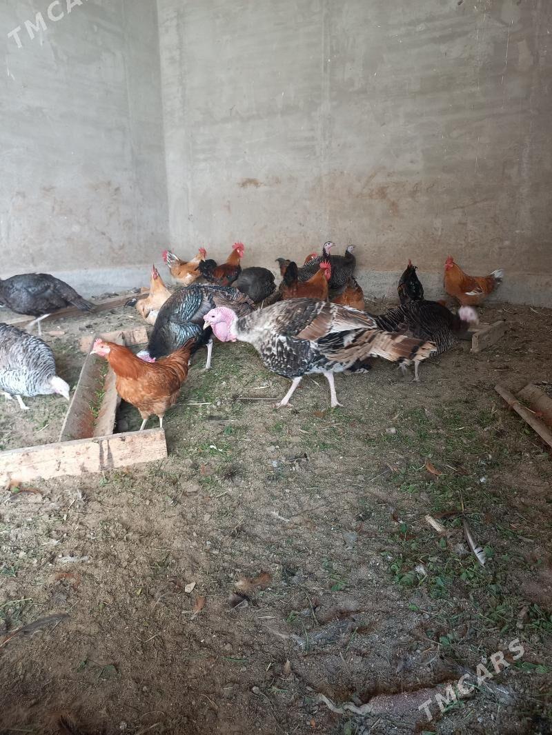 horaz induk - Mary - img 4