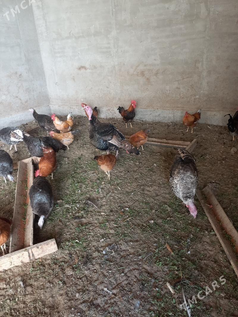 horaz induk - Mary - img 3