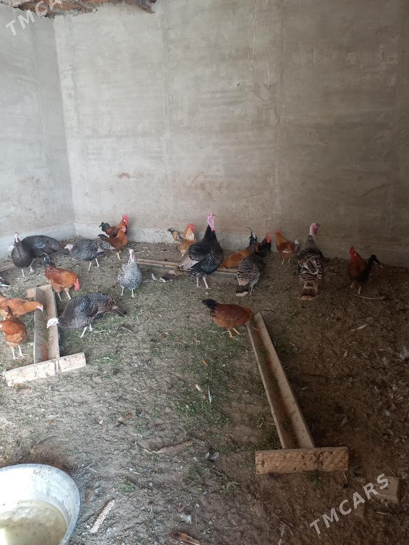 horaz induk - Mary - img 2