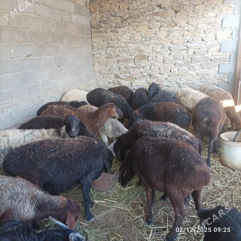 goyun - Магданлы - img 2