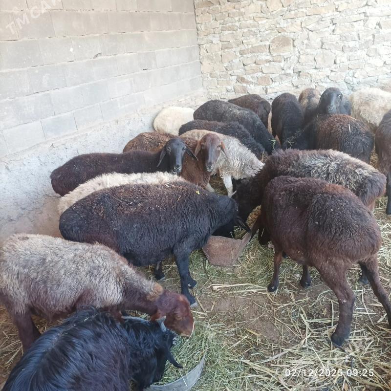 goyun - Магданлы - img 1