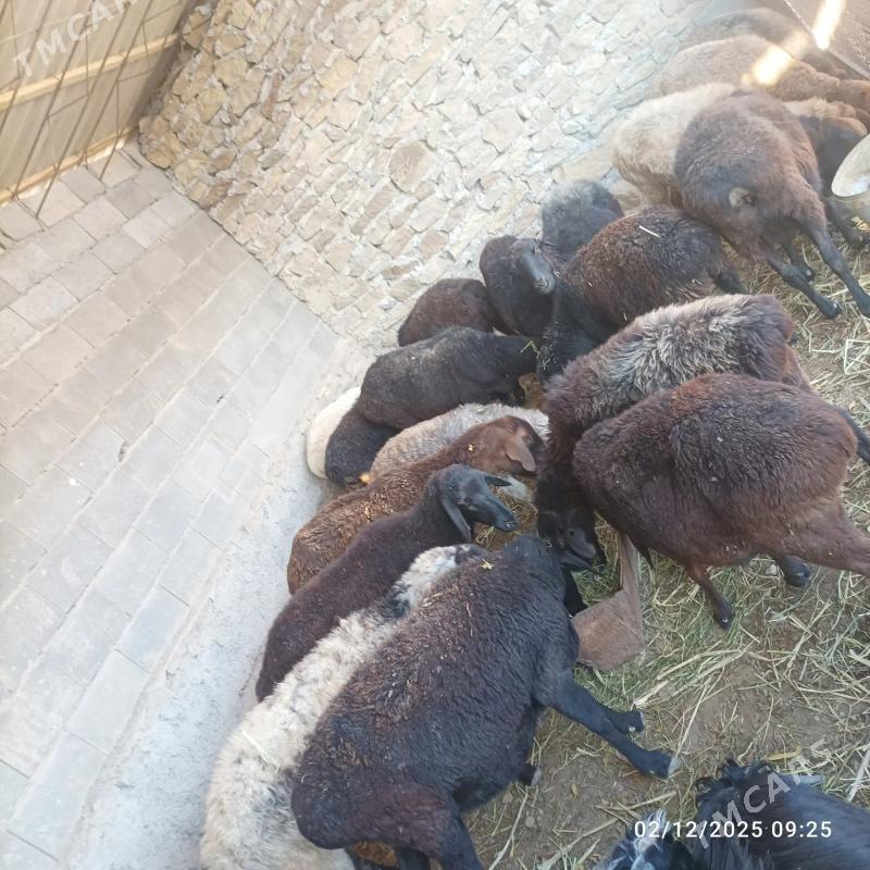 goyun - Магданлы - img 3