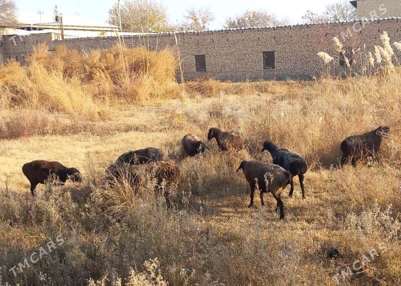Goyun goc - Garabekewül - img 2