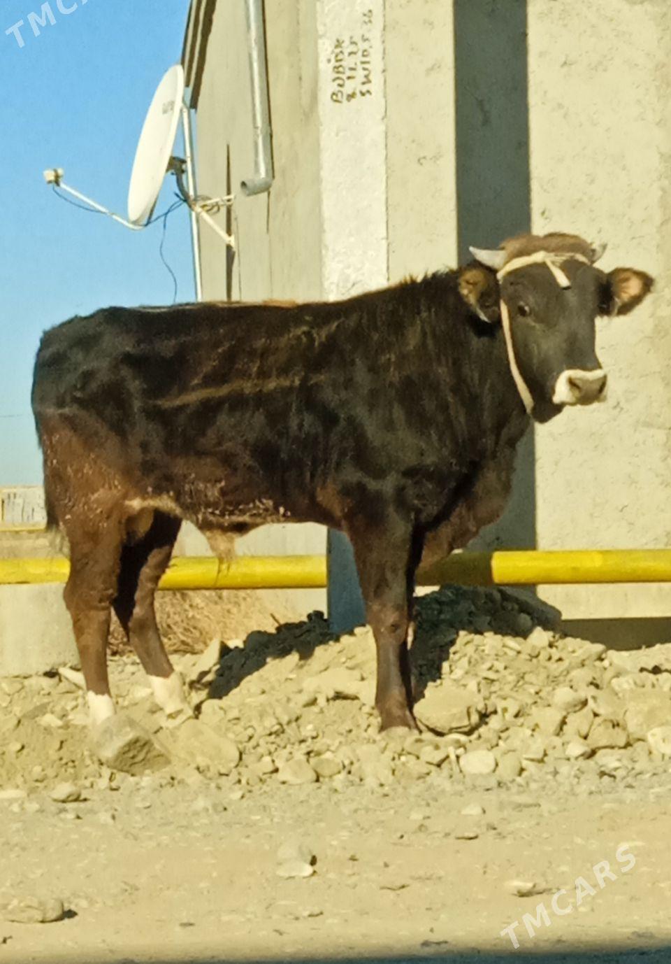 şiwes öküz - Бахарден - img 2