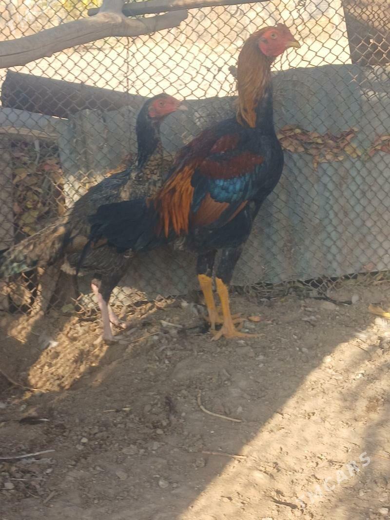 horaz - Dänew - img 3