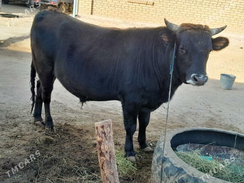 Bakylan Ökuz - Tagtabazar - img 2