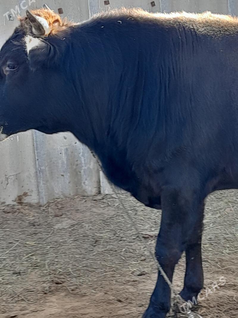 Bakylan Ökuz - Tagtabazar - img 3