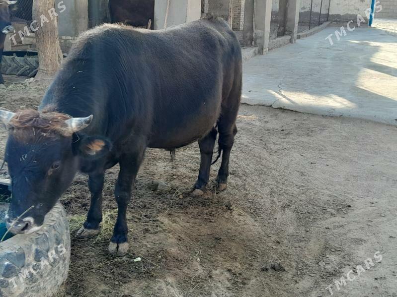 Bakylan Ökuz - Tagtabazar - img 6