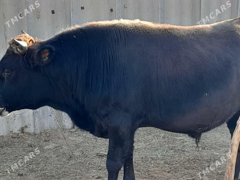 Bakylan Ökuz - Tagtabazar - img 5