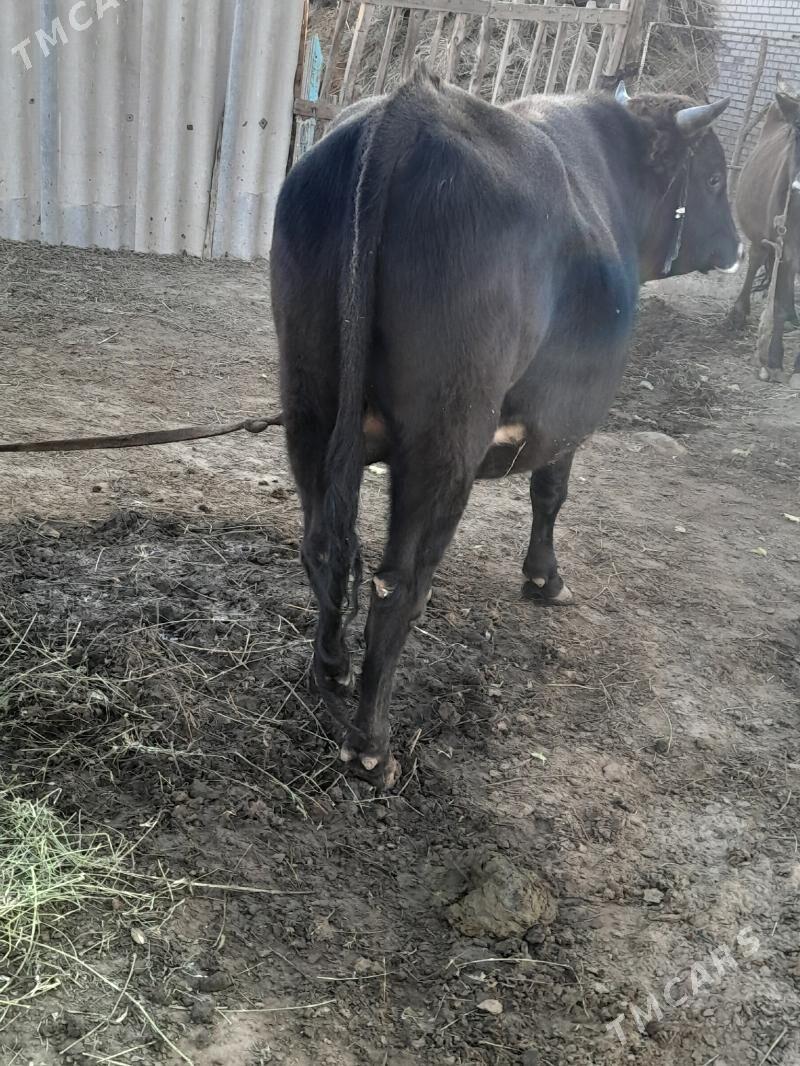 Bakylan Ökuz - Tagtabazar - img 4