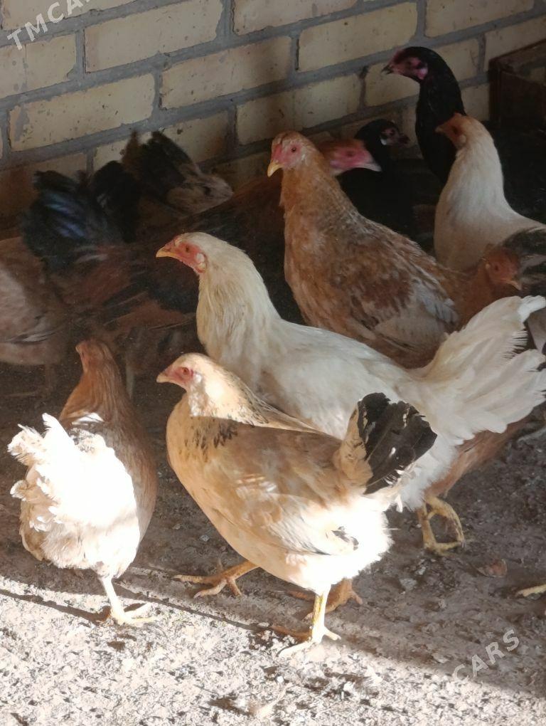 towuklar - Sakar - img 4