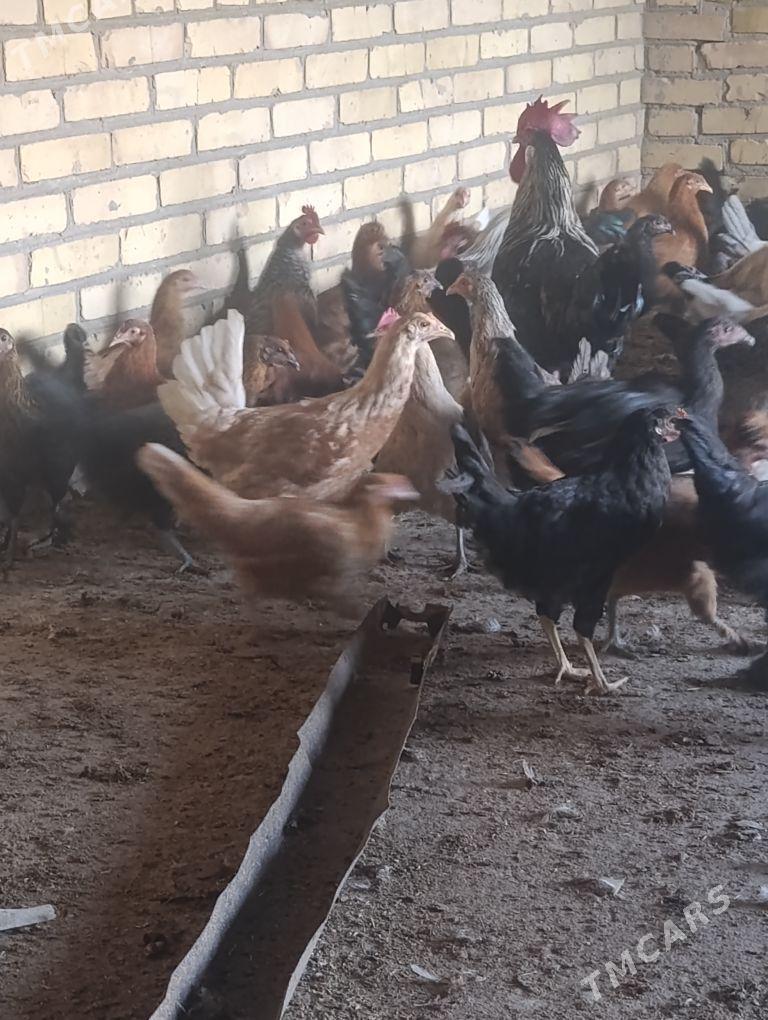 towuklar - Sakar - img 10