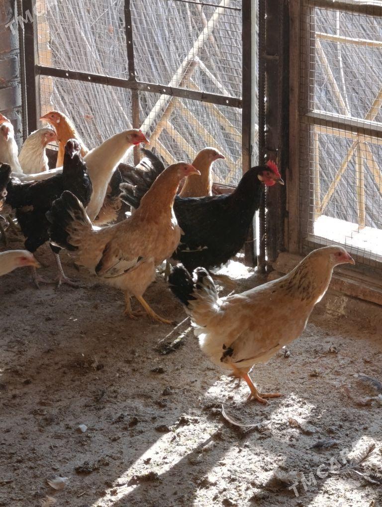 towuklar - Sakar - img 6