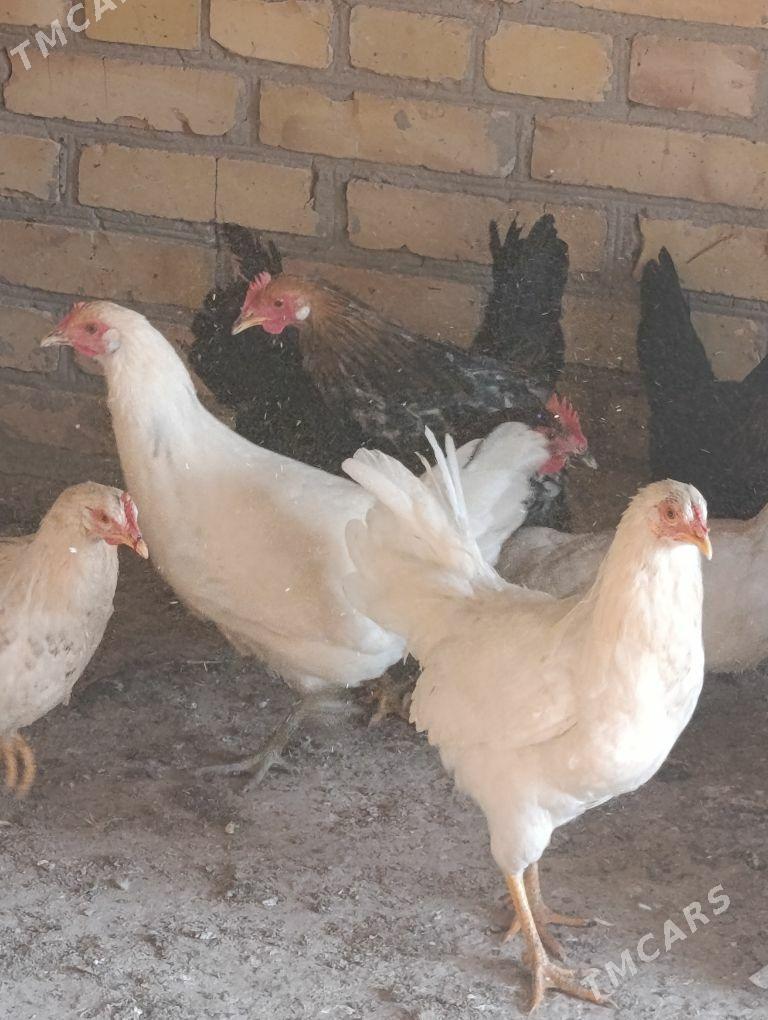 towuklar - Sakar - img 3