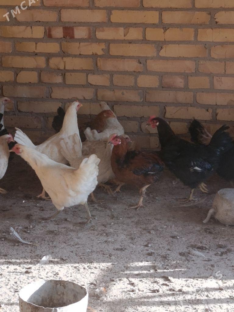 towuklar - Sakar - img 5