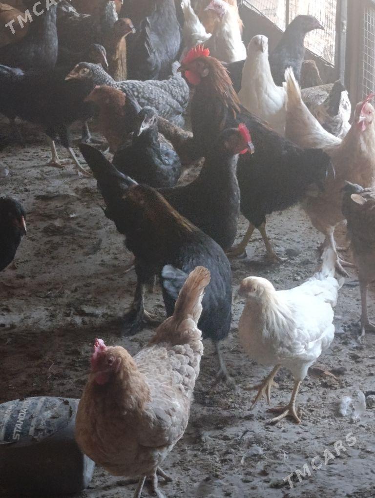 towuklar - Sakar - img 9