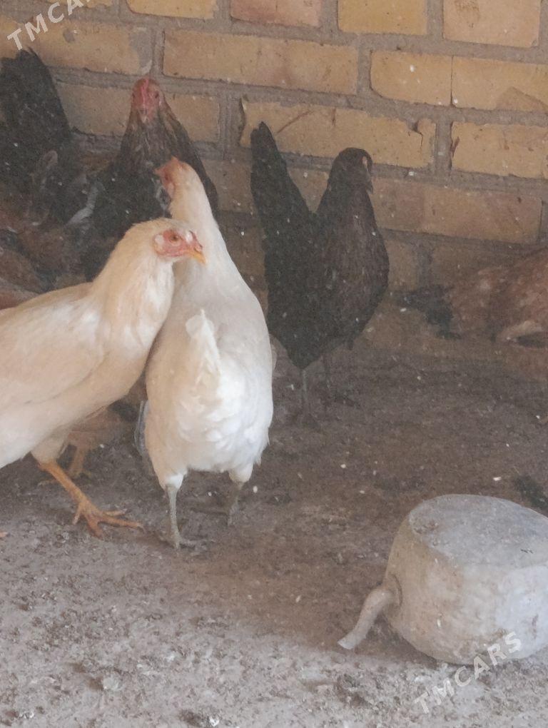 towuklar - Sakar - img 2