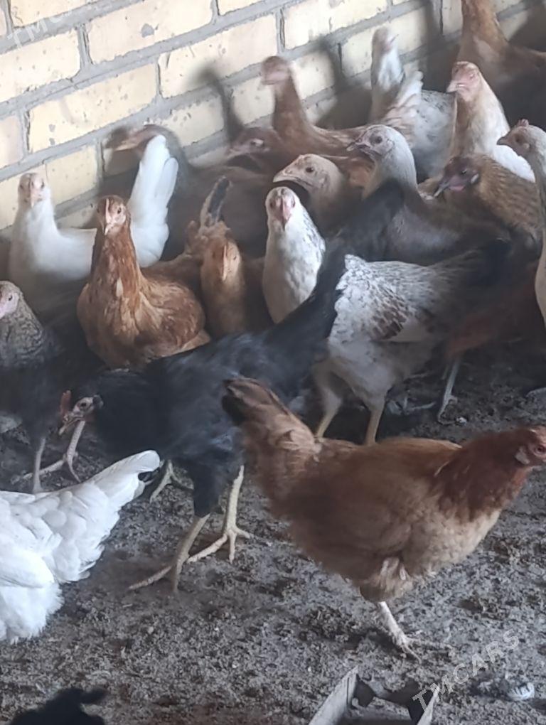 towuklar - Sakar - img 8