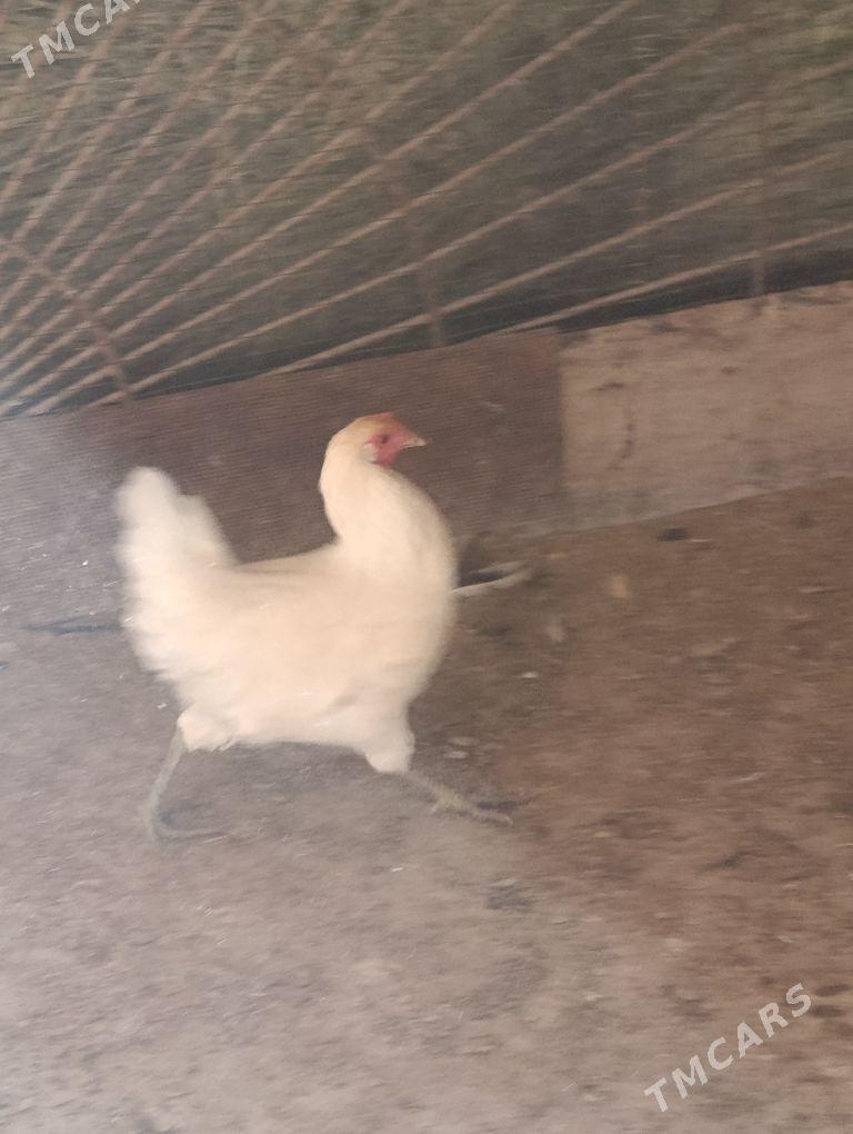 towuklar - Sakar - img 7