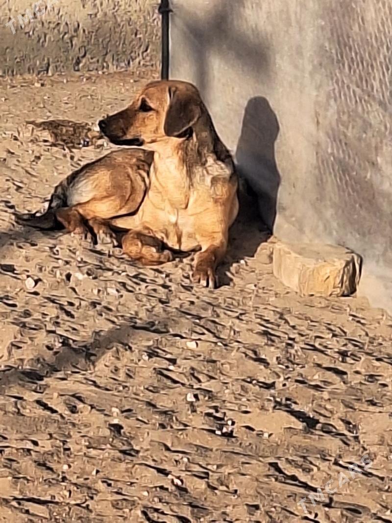 zwanok - Гарадамак Шор - img 2