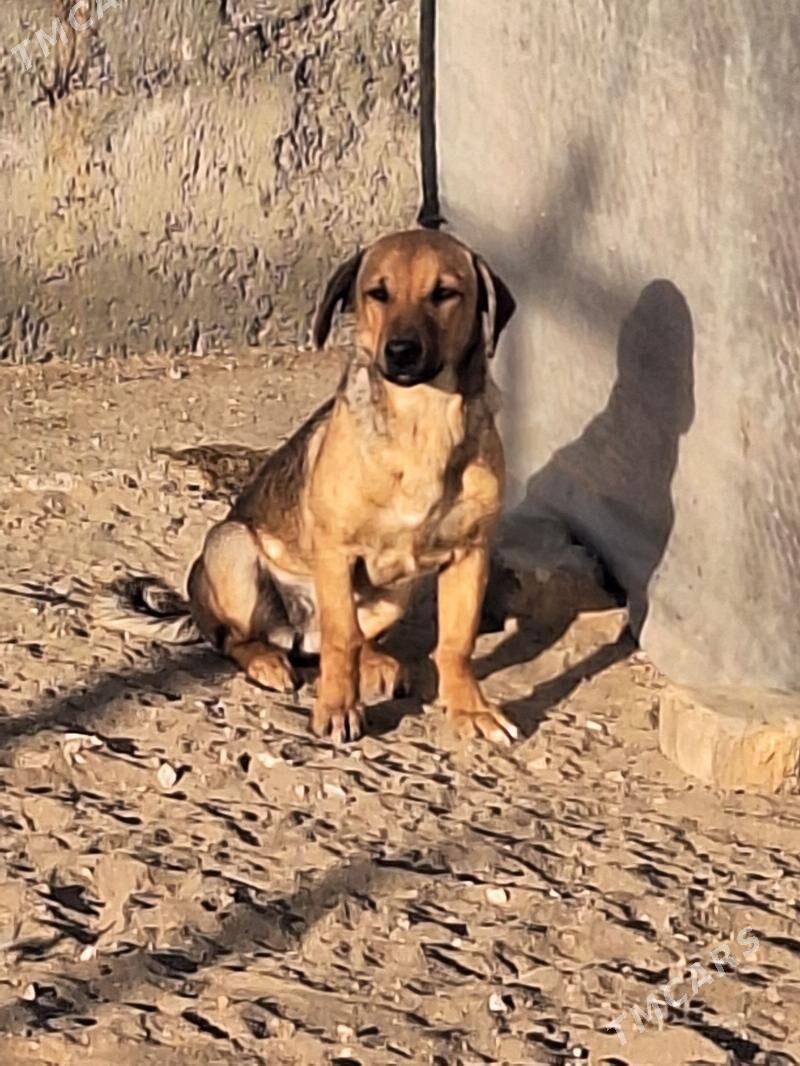 zwanok - Гарадамак Шор - img 6